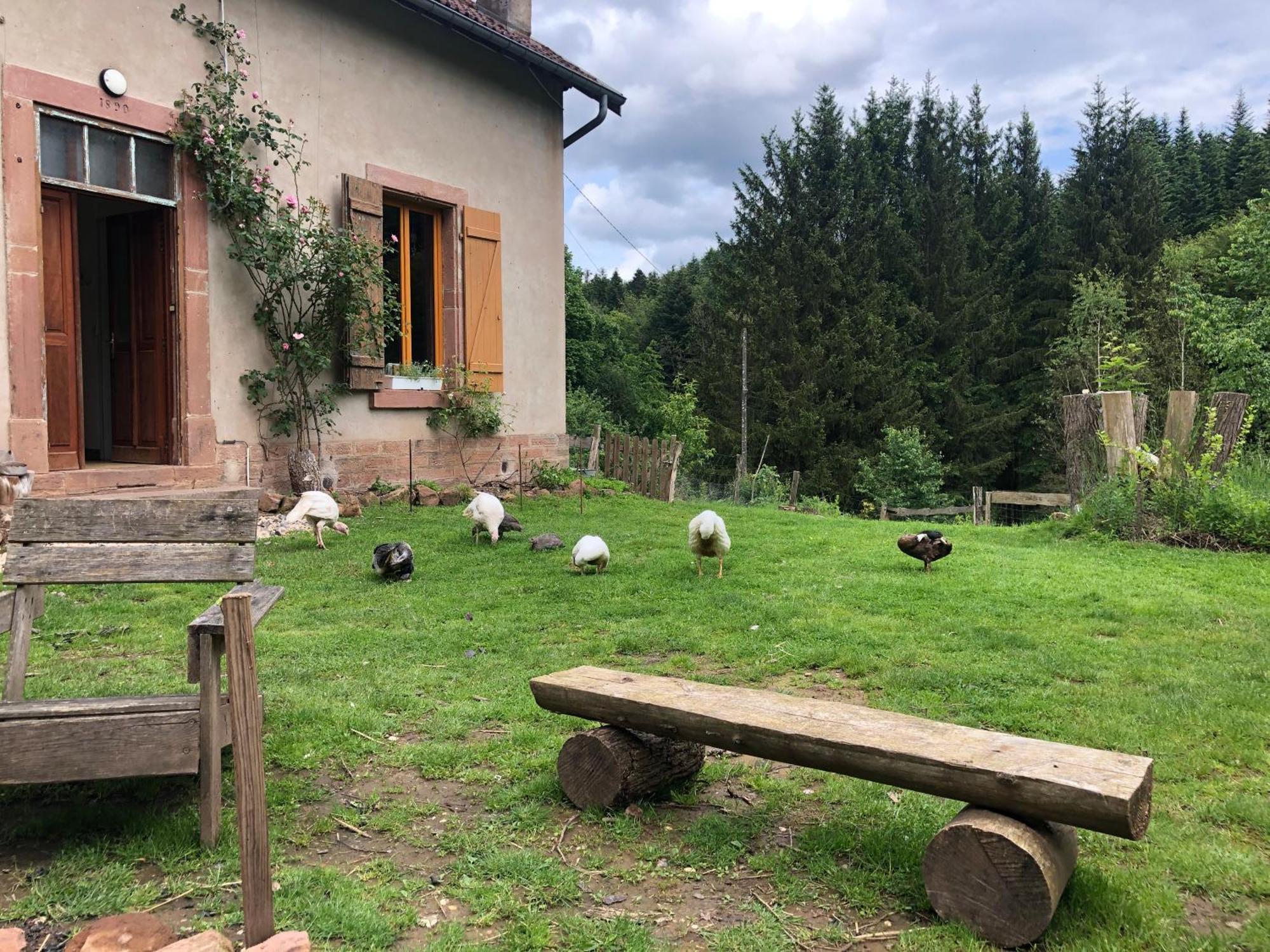 A l'orée de soi - Maison forestière de la Soie - Eco gîte, chambres d'hôtes, camping au pied des Vosges Saint-Sauveur  Extérieur photo