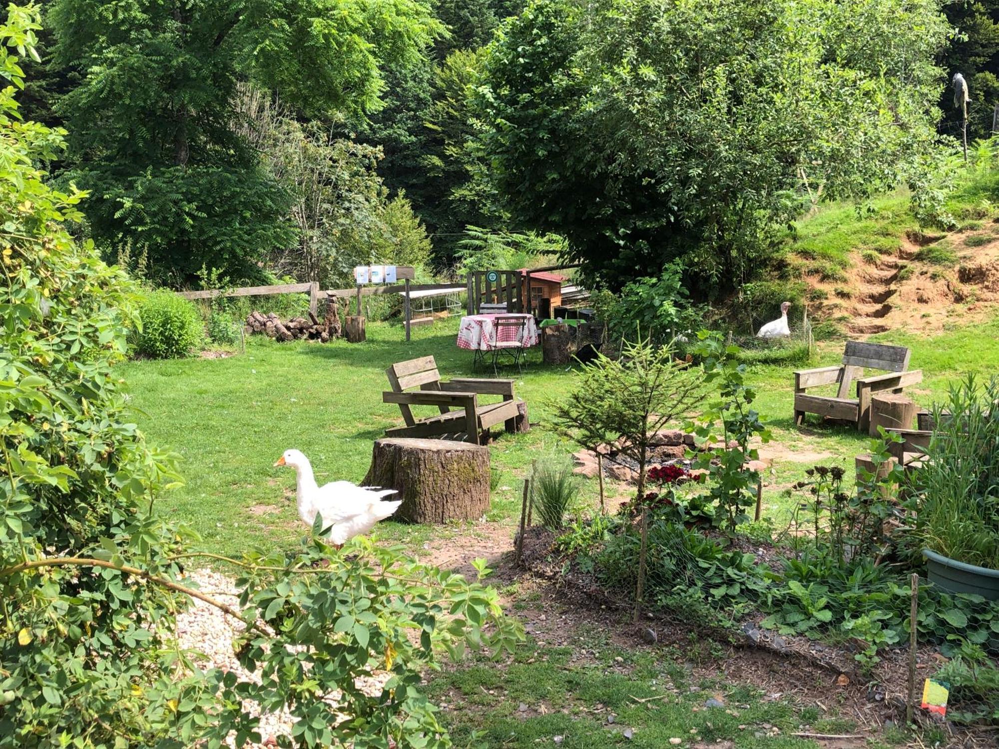 A l'orée de soi - Maison forestière de la Soie - Eco gîte, chambres d'hôtes, camping au pied des Vosges Saint-Sauveur  Extérieur photo