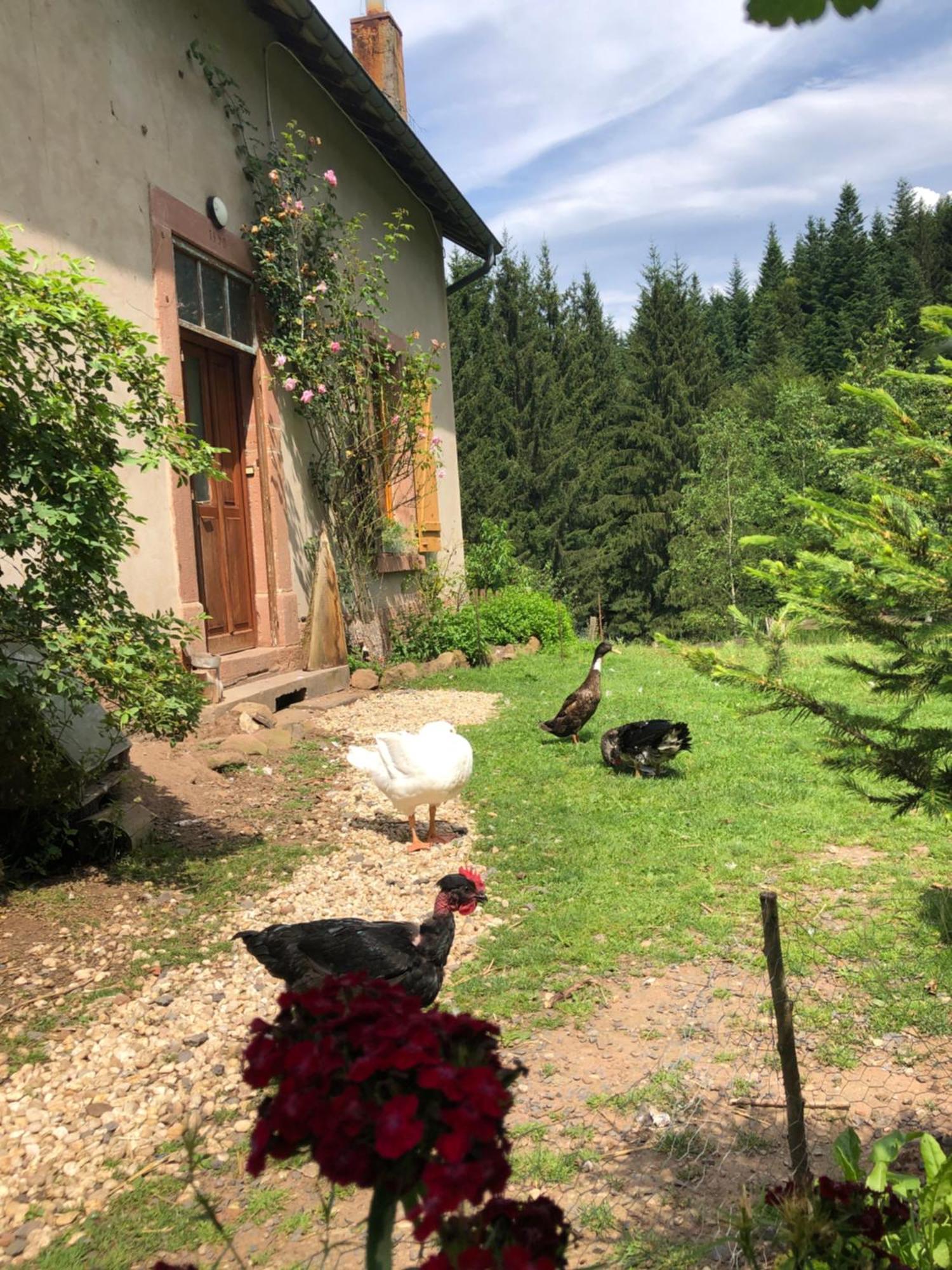 A l'orée de soi - Maison forestière de la Soie - Eco gîte, chambres d'hôtes, camping au pied des Vosges Saint-Sauveur  Extérieur photo